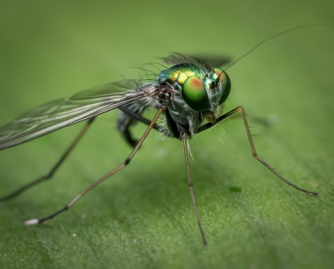 macro-fly-nature-insect-230747